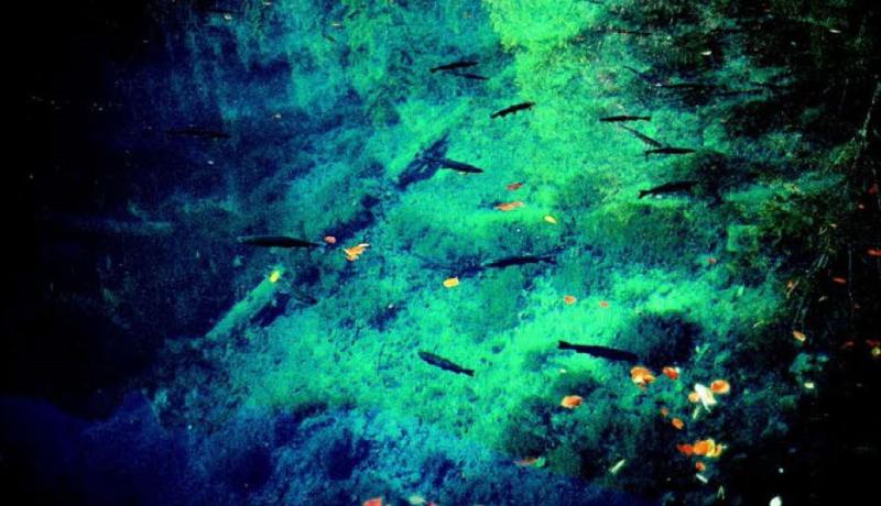 Forellen im Blauseeli bei Kandergrund (BE)